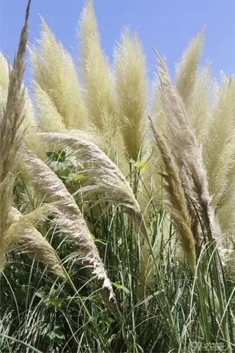 【爱问】漂亮的白毛草