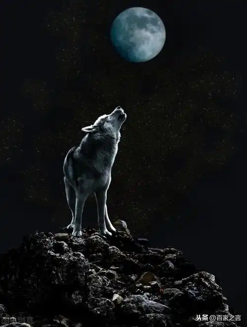 老人与孤狼的真实故事:报恩的孤狼