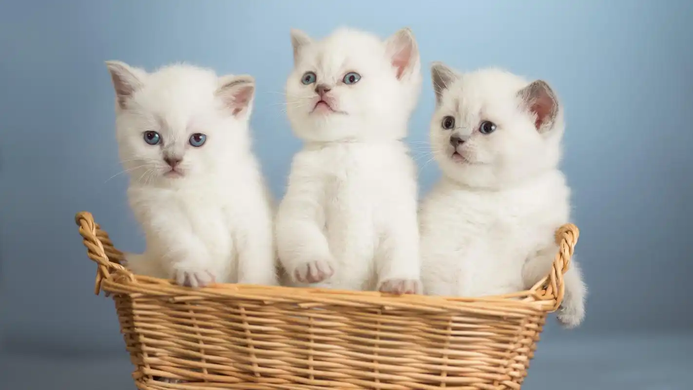 心理测试:哪只猫咪最萌?测测你最近会遇到什么烦心事