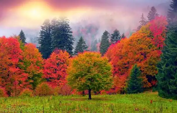 11月秋色旅行,这些地方的颜值要逆天,美国最美的秋景在这里