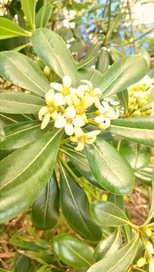 阳光下的七里香美呆了