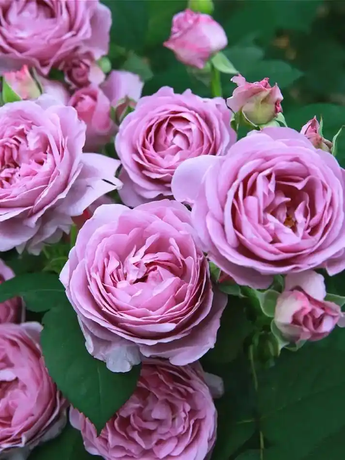 蓝色风暴,又名暗恋的心#是一款充满浪漫的蓝色系月季 - 抖音