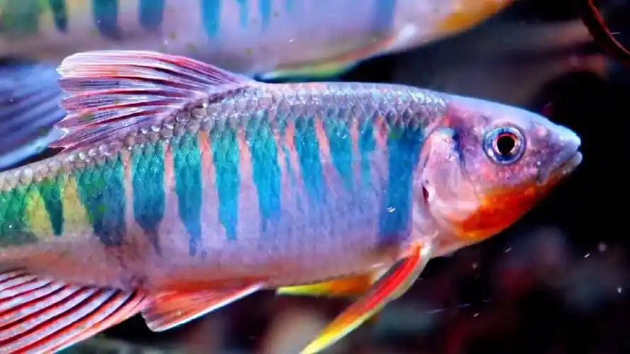 长鳍鱲,虽然很普遍