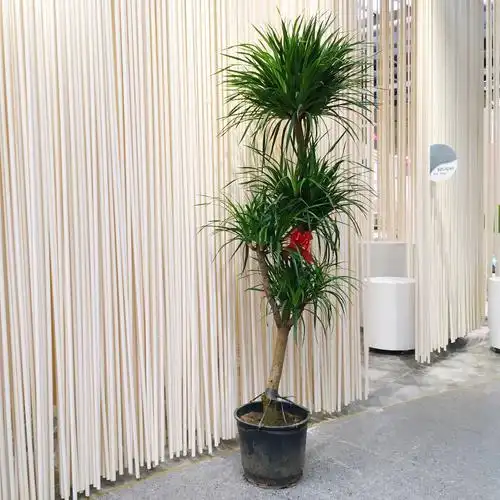 龙须树大型绿植盆栽花卉北京送货上门礼品花卉室内净化