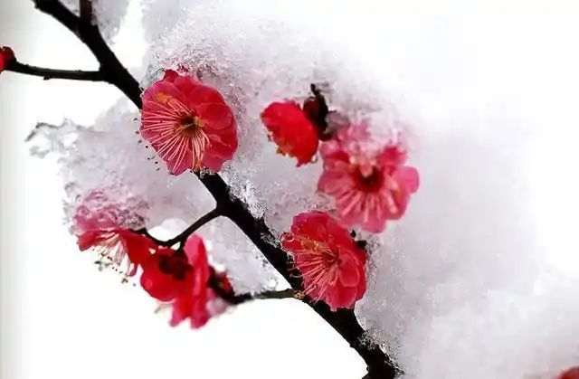 (雪中红梅)