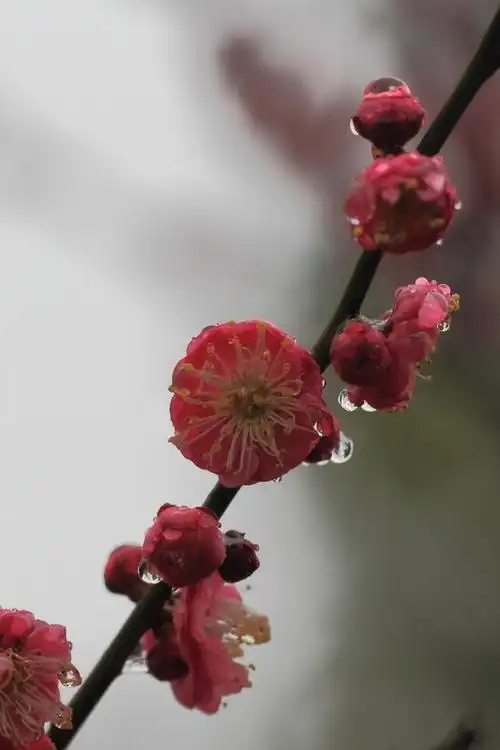 几片带水滴的梅花