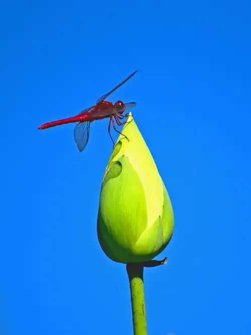 圆明园-夏日荷花.红蜻蜓.