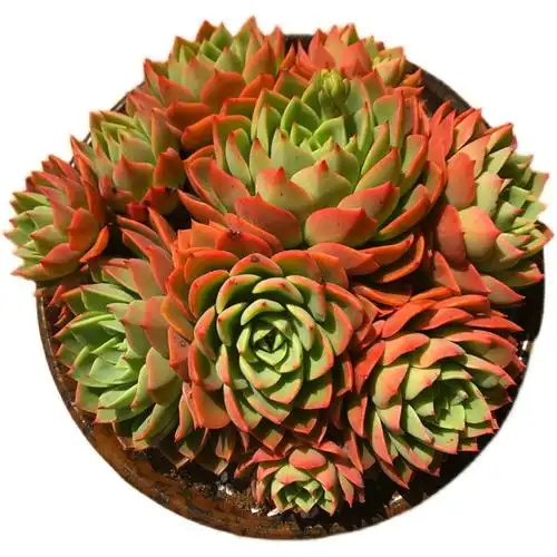 超大贝拉多拉群生多肉植物多头红色大颗超值多肉植物