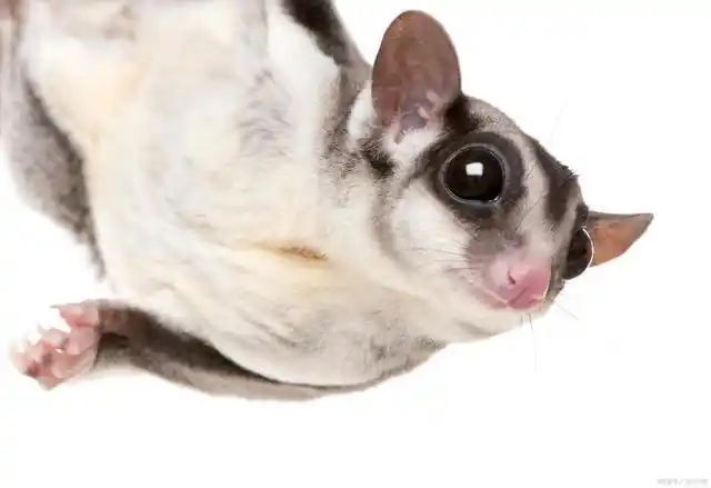 养宠日记蜜袋鼯介绍