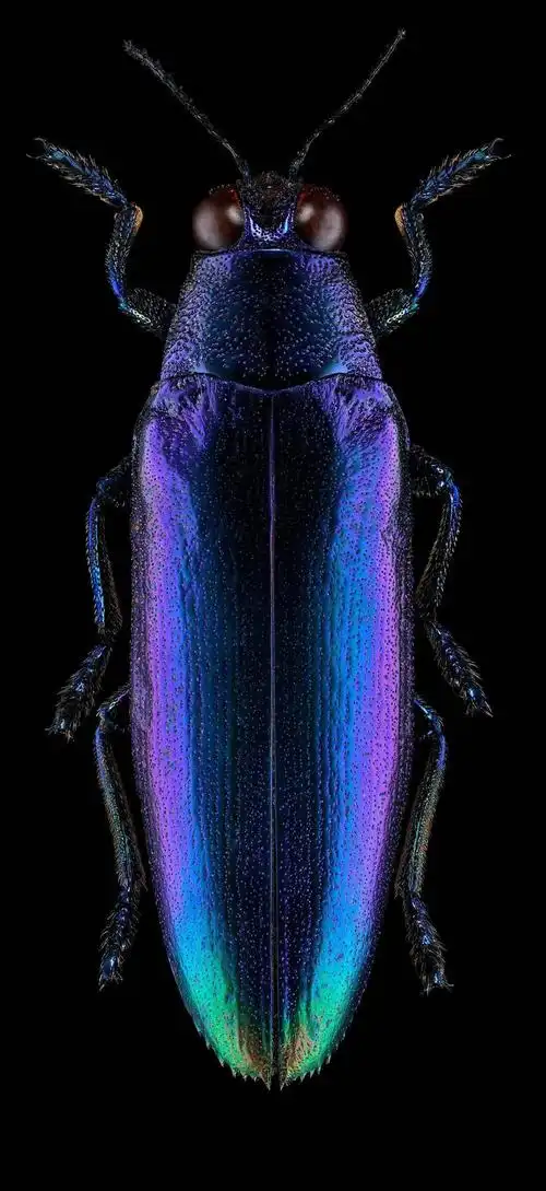 4亿像素看看这图长什么样子