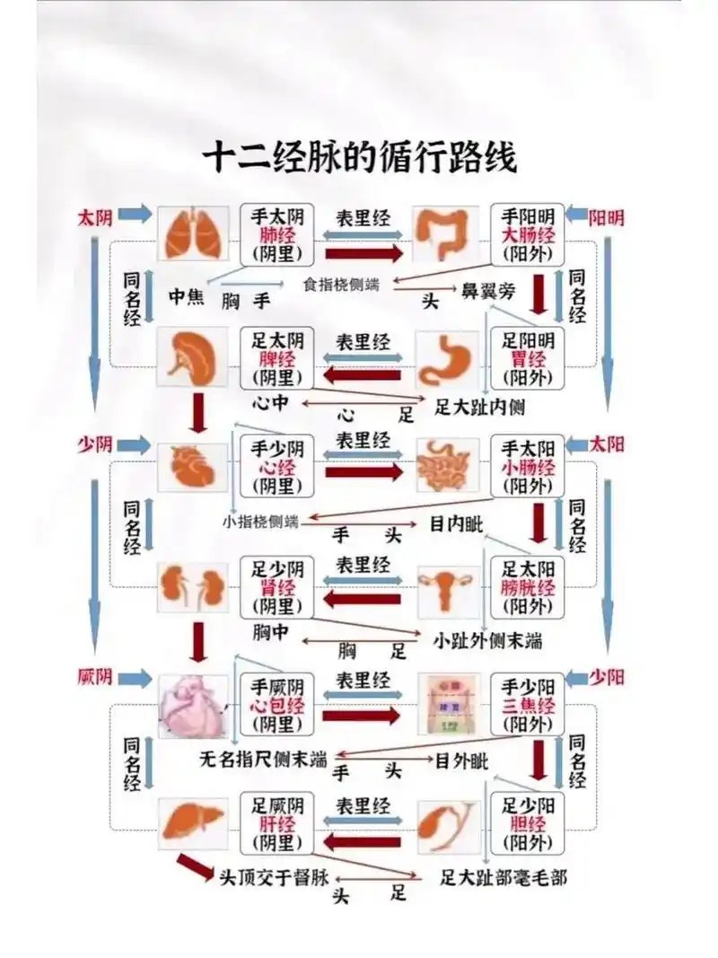 十二经脉循行路线图    循行口诀:肺大胃脾心小肠膀肾包焦胆肝藏