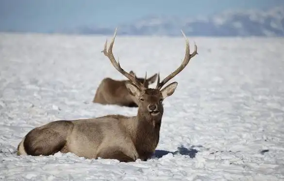 伊吾野生动物观察站:马鹿