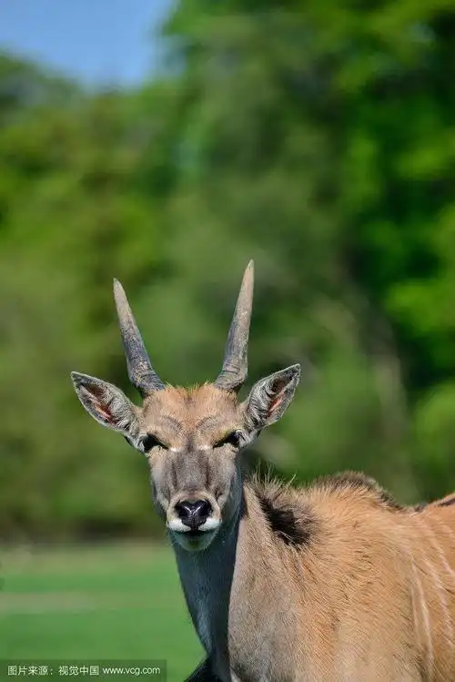 夏季小羚羊,牛角羚