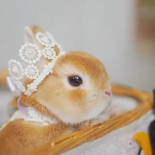 相关专题 可爱壁纸 相关标签 兔子可爱呆萌软萌萌宠 内容简介 2021年