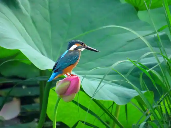 荷花上的翠鸟