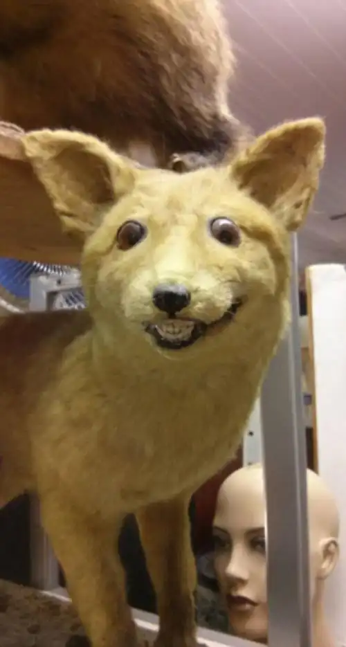 史上最悲催的动物标本:表情千奇百怪[图]