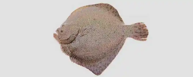 又薄又扁的鱼是什么鱼?