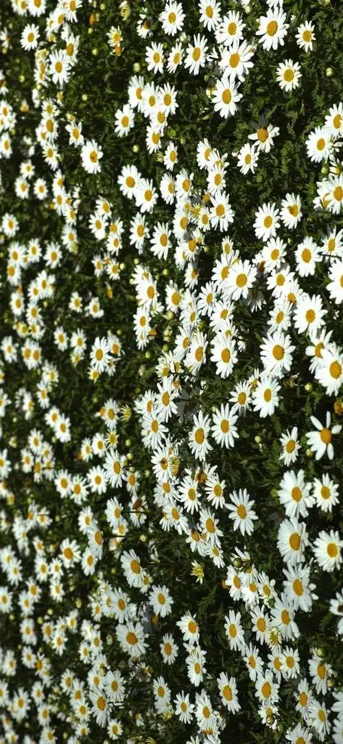 小雏菊壁纸 ·文艺ins风|喜欢小雏菊,却无关它的花语