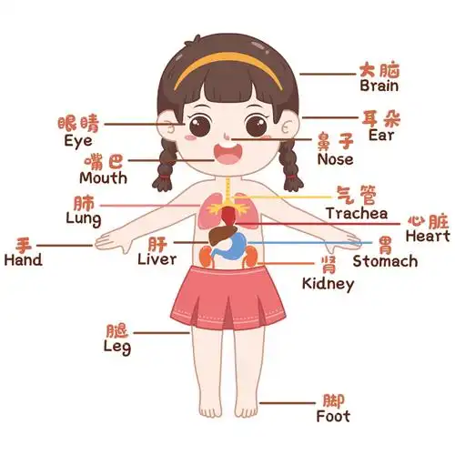 儿童早教学习身体部位卡通贴纸幼儿园小学班级墙贴