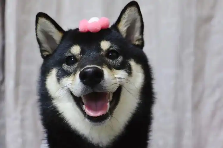 柴犬的微笑也太治愈啦