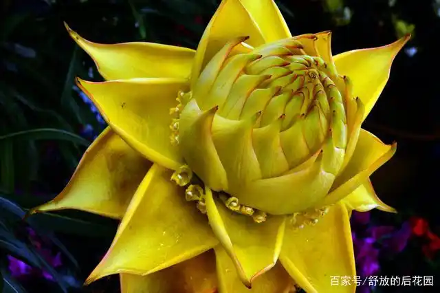 佛教中象征吉祥的花