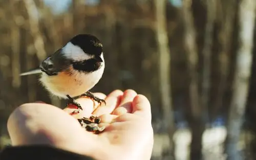 树枝上的可爱小鸟清晰图集电脑桌面壁纸下载