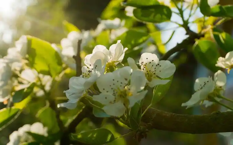 洁白唯美的梨花图片桌面壁纸