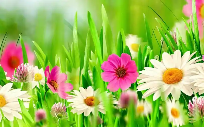 上一张 下一张 简介 清新唯美植物花卉图片高清电脑壁纸~~唯美好看的