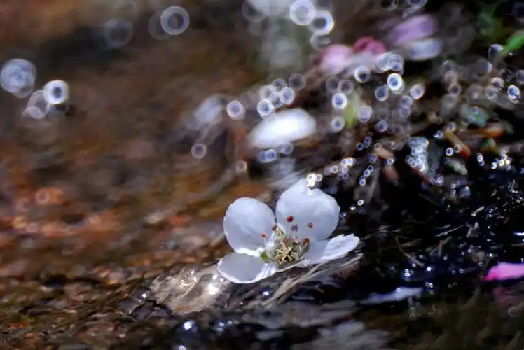 烟雨暮春落花殇