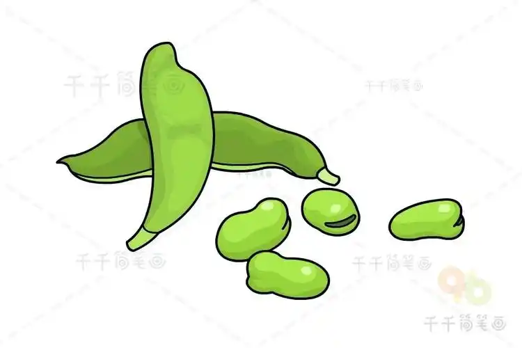 蚕豆花幼儿简笔画