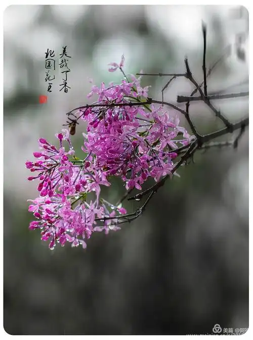 【原创】雨中丁香花