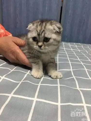 咸阳出售精品用英短美短折耳猫 脸相完美cfa猫舍