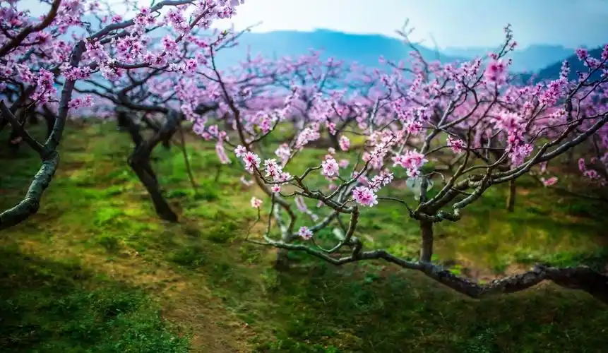 龙泉桃花艳
