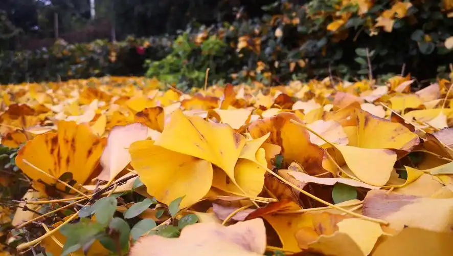 想换mate40pro了 - 华为mate40系列分享交流 花粉俱乐部