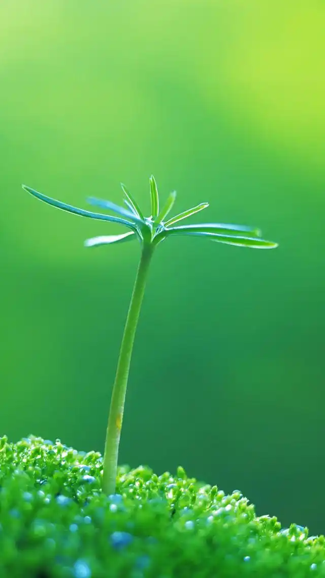 绿色植物高清手机壁纸