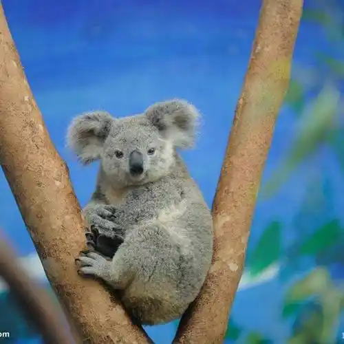 爱买萌的考拉头像