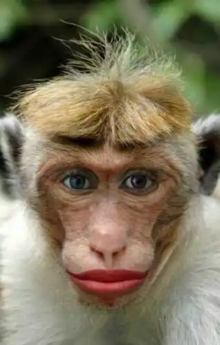 图组:绝搞笑!令人咋舌的动物超萌表情