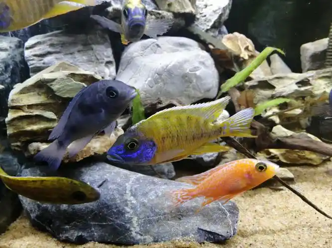 三湖- 三湖慈鲷玩家 - 龙巅三湖慈鲷