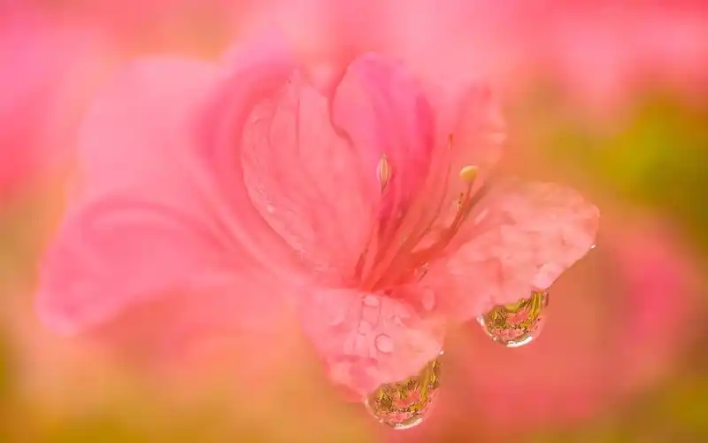 杜鹃花粉红色的花朵微距摄影,露水 iphone 壁纸