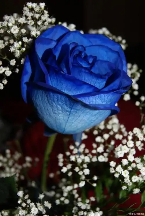 蓝色风暴月季有哪些优缺点?