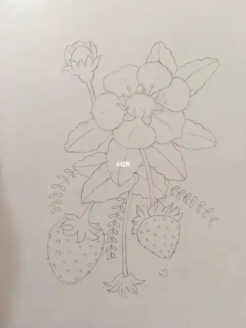 彩铅画初学者草莓