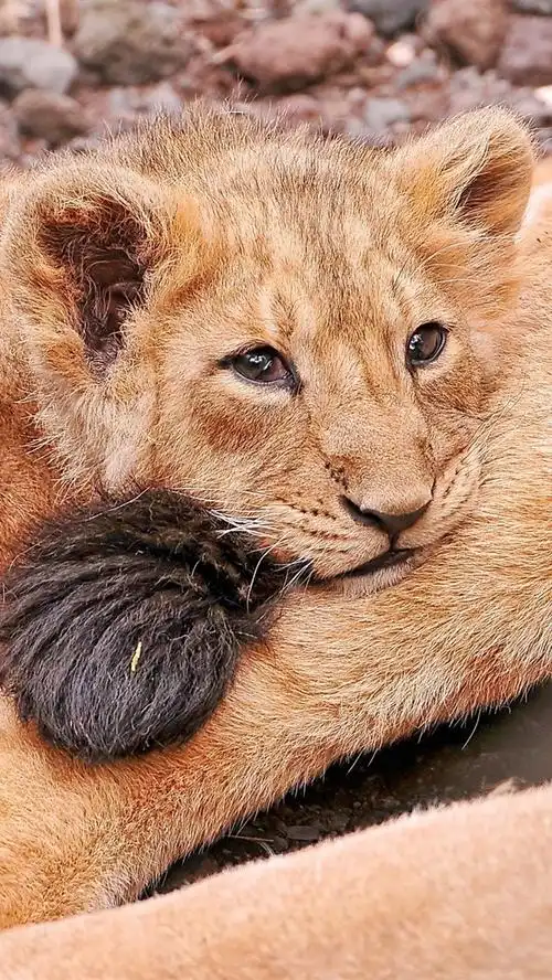 壁纸 悲伤狮子幼崽 2560x1600 hd 高清壁纸, 图片, 照片