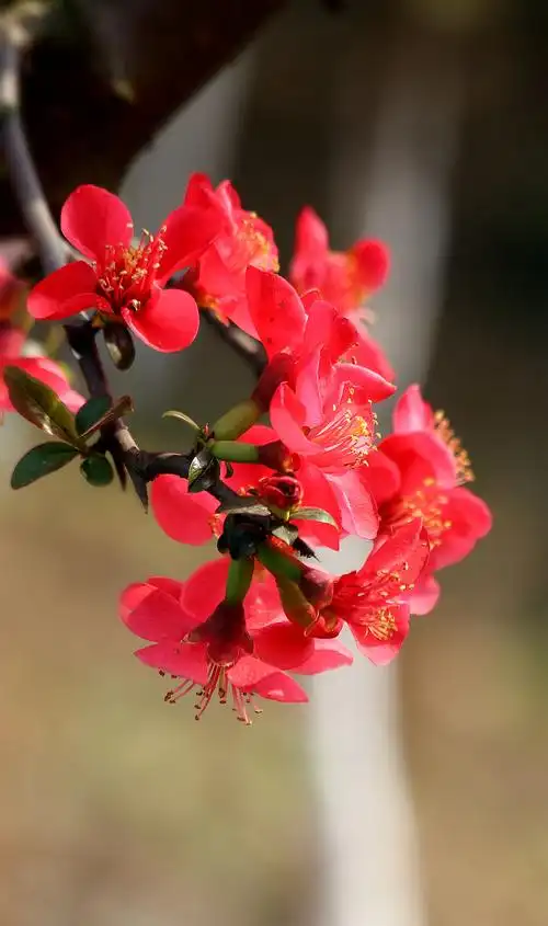 海棠查看大图曝光:1/250 sec光圈:f7快门:1/255 seciso:320曝光补偿:0