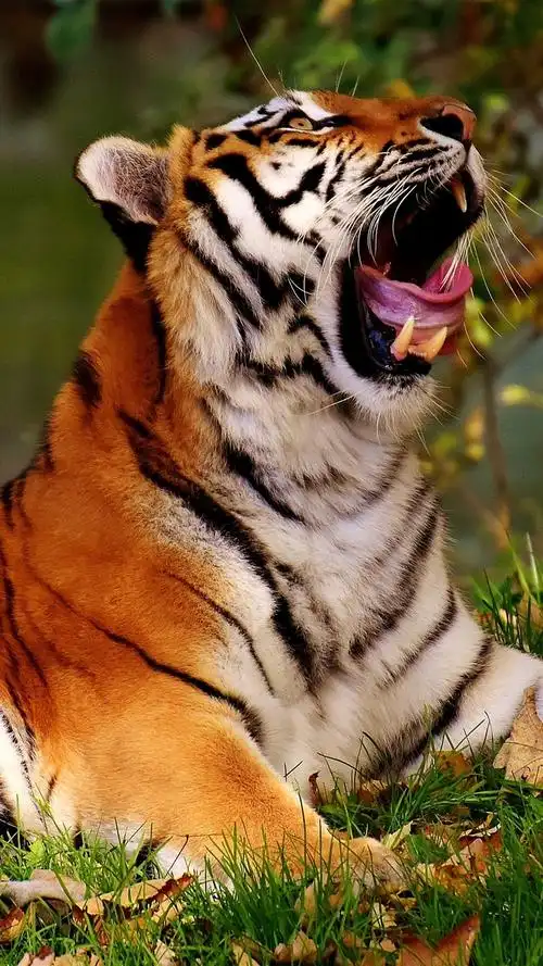 壁纸 老虎打哈欠,大猫 3840x2160 uhd 4k 高清壁纸, 图片, 照片