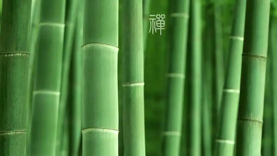 自然风光风景禅意微距摄影意境安静禅意竹子翠绿绿色养眼风景大片壁纸