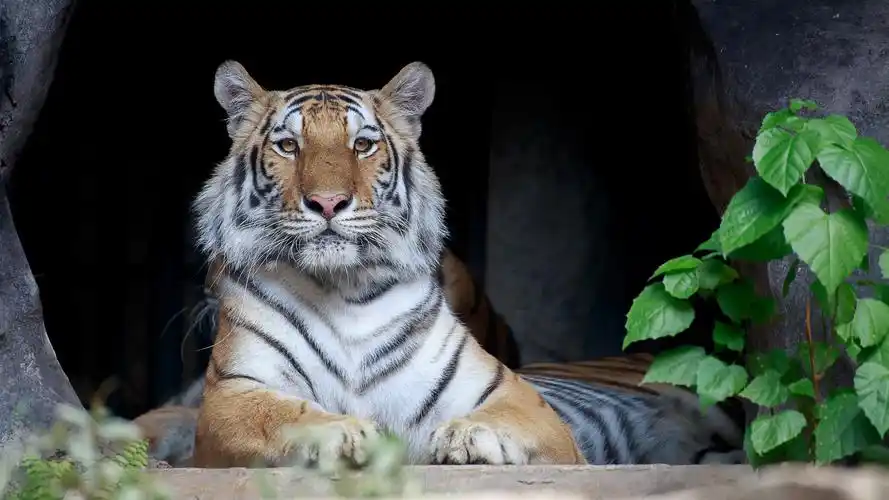 老虎4k图片壁纸