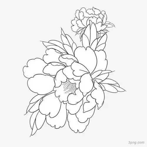 简笔画牡丹花开富贵