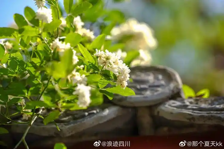 七里香在风中绽放与春日相拥