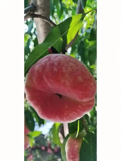 生活碎片  #平谷  #北京探店平谷朋友自家桃园最后一批蟠桃内部耕利