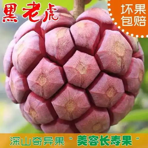 稀有的时令不常见的野生黑老虎罕见稀有水果顺丰大全野果恶魔果血